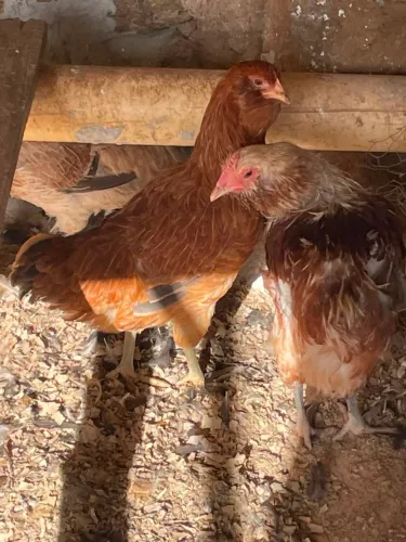Galinhas Ameraucanas De Ovos Azuis 7 Meses