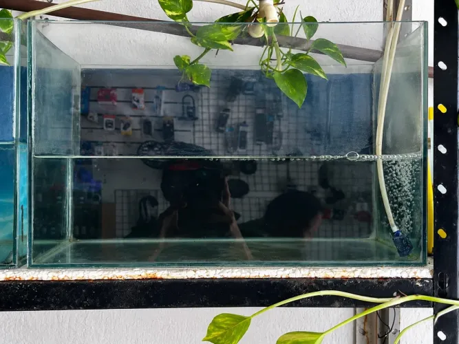 Aquários para peixe 