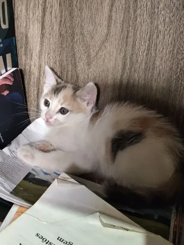 Doação de gatinha filhote