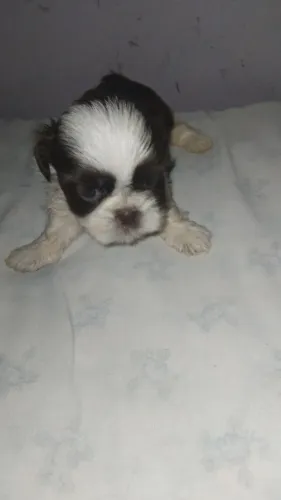 Mini shih tzu macho branco chocolate