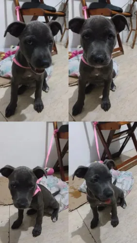 vendo PITBULL COM BODER COLIE 700,00 reais tem conversa