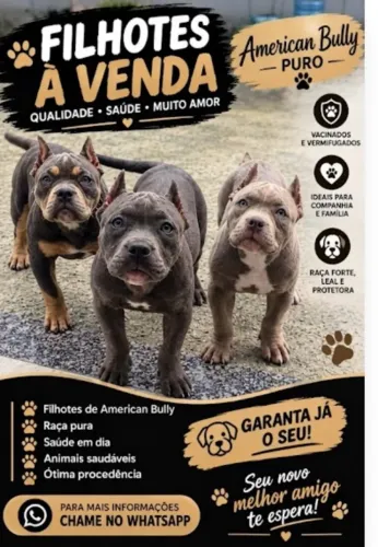 American Bully linhagem exclusiva e cores raras
