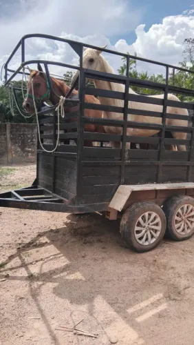 Trailer para transporte de cavalo à venda 