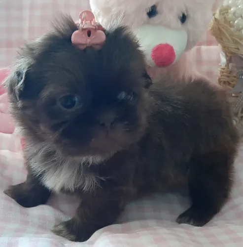 Filhote de Shih Tzu - Padrão da Raça