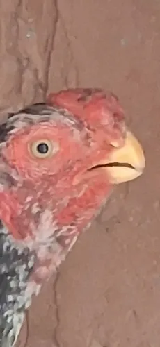 Frango índio bico curto!!!!