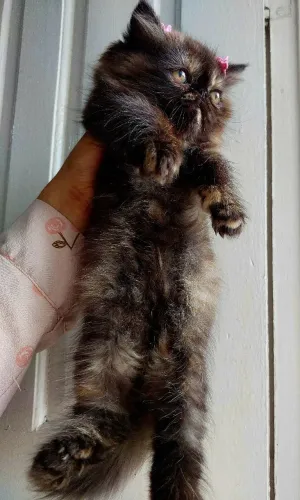 Gata persa show. Negociável.