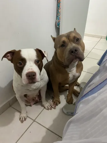 Filhotes de Pitbull monster