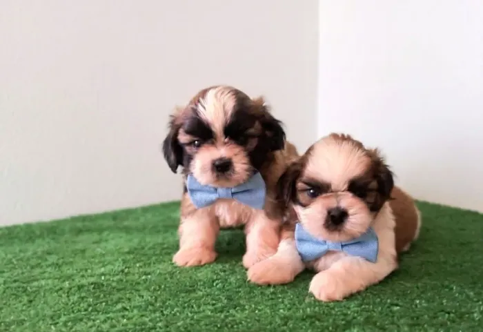 Filhotes de Shih Tzu Macho
