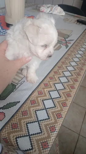 Vendo cachorro raça maltes macho