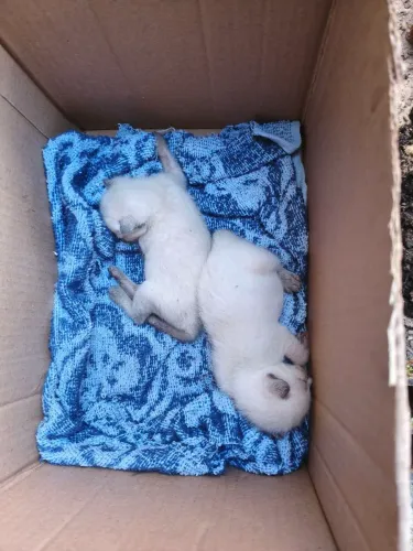 ADOÇÃO RESPONSÁVEL - GATINHOS