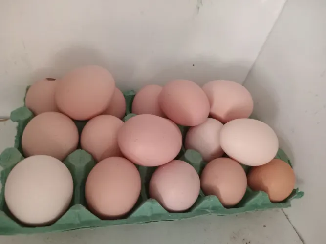 Ovos de galinhas caipiras