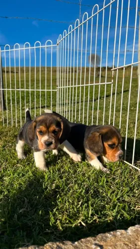 BEAGLES PERFEITOS