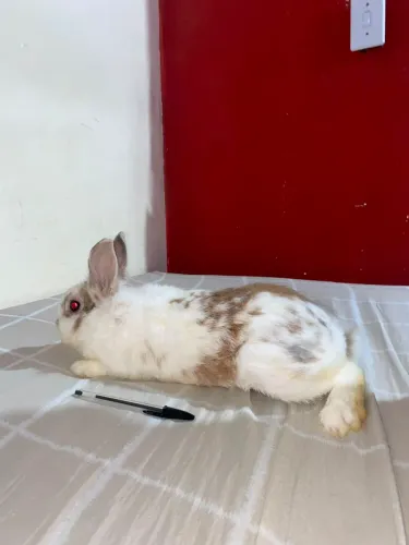 Coelho