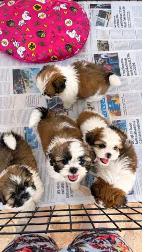 Lindos filhotes de shih Tzu fêmeas e machos disponíveis