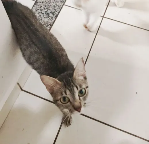 Gato para adoção responsável