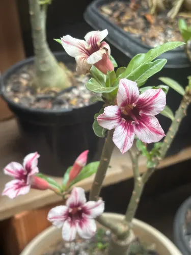 Vendi ou troco ROSA DO DESERTO