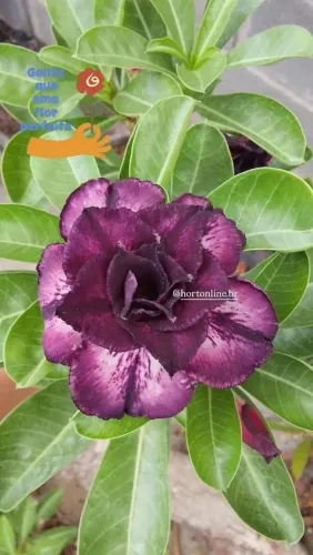 Rosa do deserto