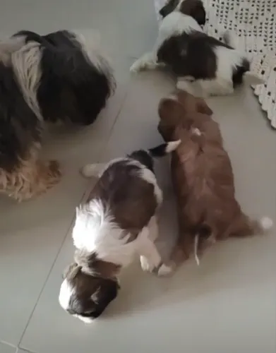 Shihtzu