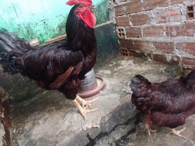 Casa de Rhode Island red 250$