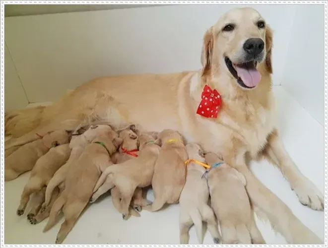 Filhote Golden Retriever com Pedigree. Macho e Fêmea.