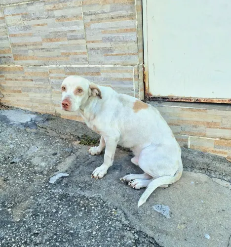DOAÇÃO CACHORRO MESTIÇO DE LABRADOR