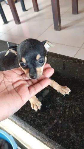 Cachorro 