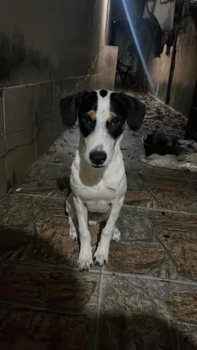 Cachorrinho para doação