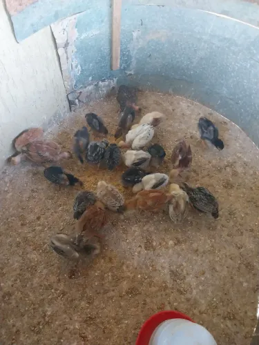 Pintinhos/franguinhos caipira