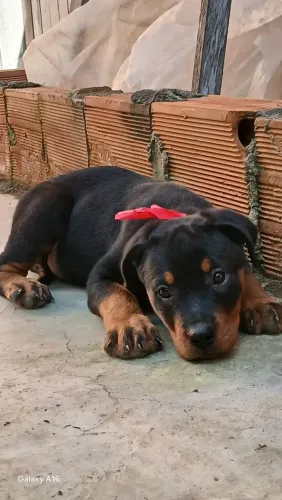 Disponível duas filhote fêmea de Rotewailer