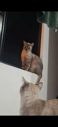 Doação desses lindos gatos(não queremos separar na adoção).