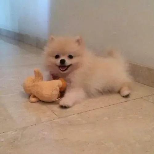 Filhote spitz alemão, Lambidas, brincadeiras e muita alegria esperam por você!