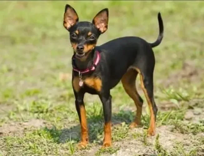 Vendo um casal de pinscher