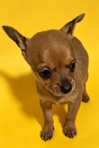 Pinscher mini disponível