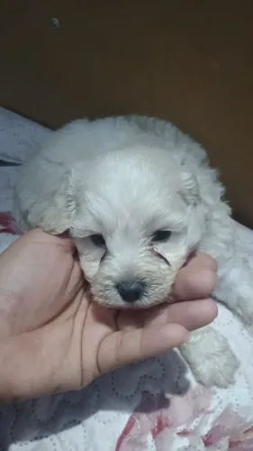 Vendo poodle macho toy