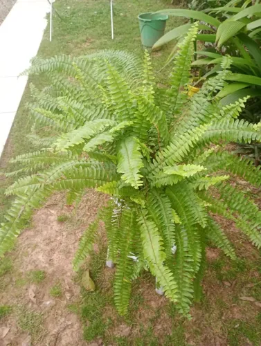 Vendo plantas