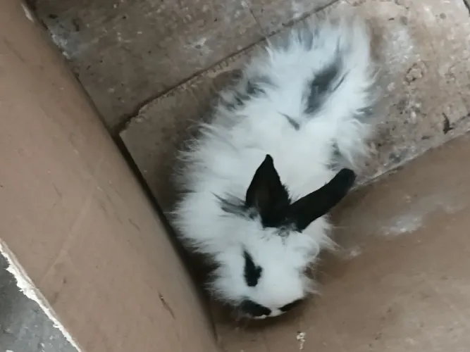 Vendo Coelho