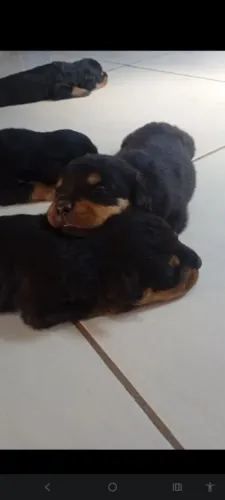 Filhotes de rottweiler