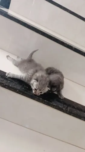 Gatos persa 