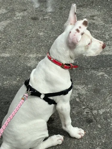Doa-se pitbull fêmea 