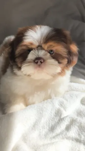 Machinhos Shihtzu disponíveis