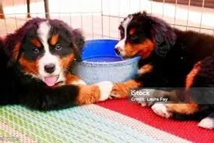 Bernese Abraço quentinho