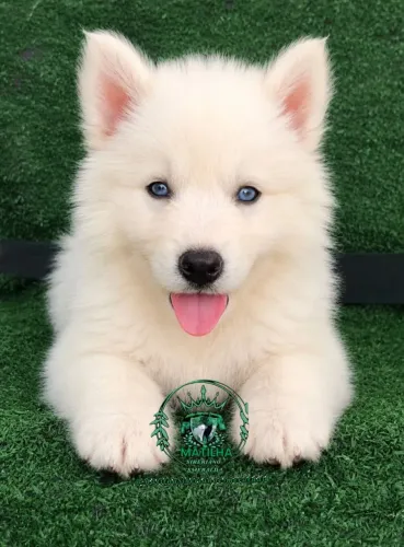 Filhotes de husky siberiano wolly 