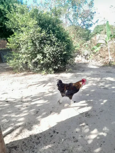 Vende-se galo