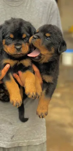 Rottweiler Seu coração pode ganhar um novo ritmo hoje