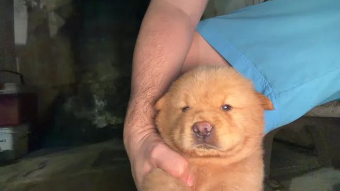 Chow Chow