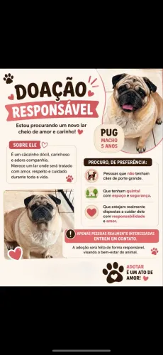 Doação cachorro pug 