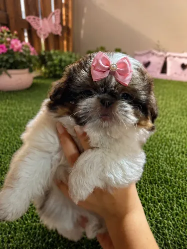 Shih Tzu fêmea miniatura uma graça pura raça