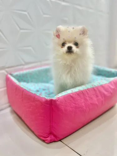 Spitz fêmea Anazinha