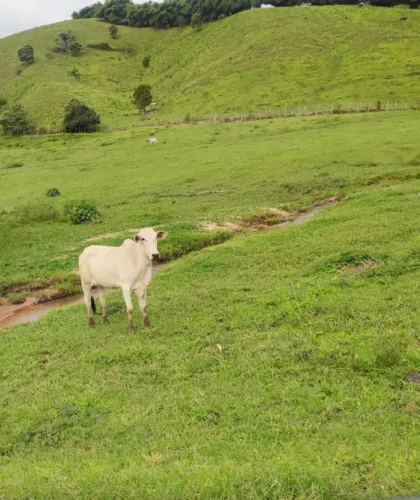 Fazenda para Venda em Capela, Zona Rural, 2 dormitórios, 2 banheiros