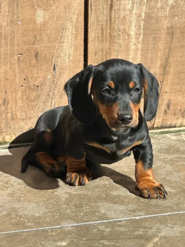 Filhote de Dachshund